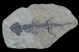 Discosauriscus (Early Permian Reptiliomorph) - Czech Republic #89332-1
